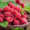 رزبری قرمز لارام داخل سبد