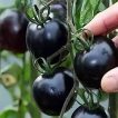 چیدن گوجه چری مشکی ارگانیک