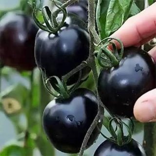 چیدن گوجه چری مشکی ارگانیک