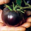گوجه چری مشکی ارگانیک در دست