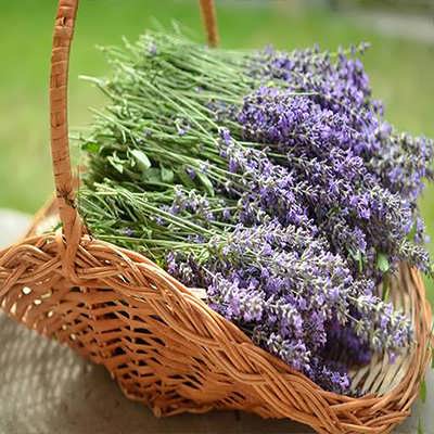 لاوندر انگلیسی در سبد لاوندر انگلیسی در سبد