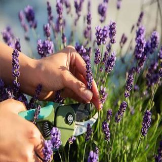 چیدن لاوندر انگلیسی