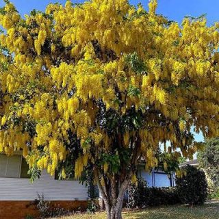 درخت کاسیا (گل پهلوی) جلوی خاله