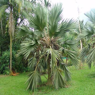 بذر نخل لاتانیا در باغ بذر نخل لاتانیا در باغ
