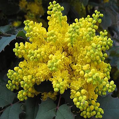 یک دسته گل ماهونیا یک دسته گل ماهونیا