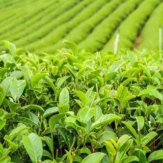 دشت چای