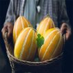 خربزه کره ای در سبد