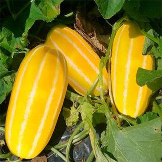 بوته خربزه کره ای در گلخانه