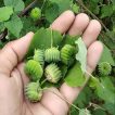 گل ابوتیلون (گاو پنبه) در دست