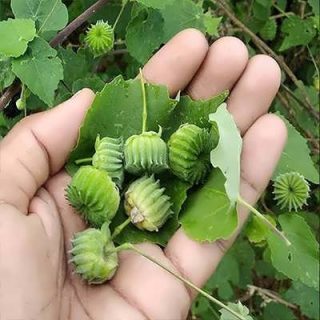گل ابوتیلون (گاو پنبه) در دست