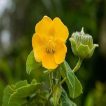 گل ابوتیلون (گاو پنبه) در طبیعت