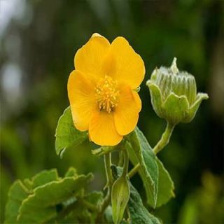 گل ابوتیلون (گاو پنبه) در طبیعت