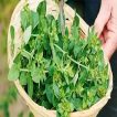 سبزی چلچلی در سبد