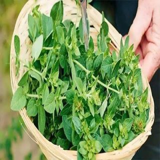 سبزی چلچلی در سبد