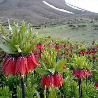 گل لاله وازگون در دشت