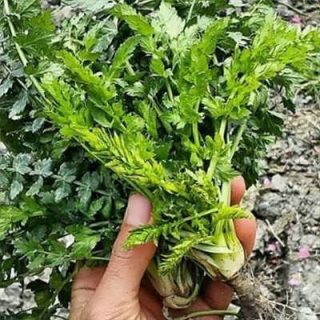 اناریجه در دست