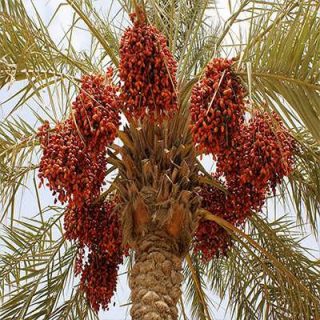 میوه نخل فونیکس مجنون