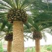 3 عدد نخل فونیکس مجنون