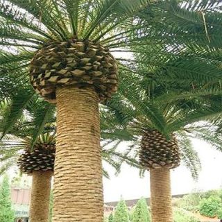3 عدد نخل فونیکس مجنون