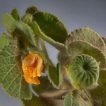 غنچه های ابوتیلون جنوبی