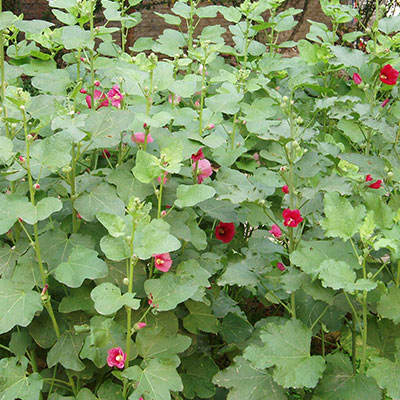 بوته ختمی گوشه دار بوته ختمی گوشه دار