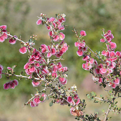 گل کاروان کش گل کاروان کش
