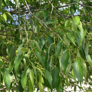 شاخه و برگ داغداغان اروپایی