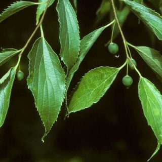 داغداغان اروپایی از جلو