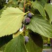 میوه داغداغان اروپایی