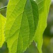 برگ داغداغان اروپایی