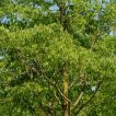 داغداغان اروپایی در طبیعت