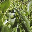 بذر داغداغان اروپایی