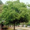 درخت داغداغان اروپایی