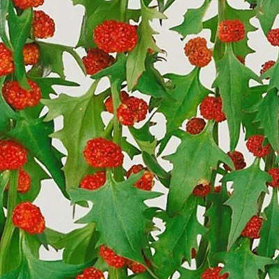 گل سلمک توت گنجشکی گل سلمک توت گنجشکی