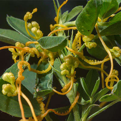 برگ سس معمولی برگ سس معمولی