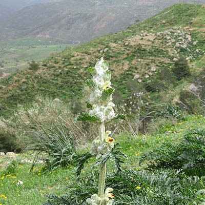 شکوفه سنبل بیابانی شکوفه سنبل بیابانی