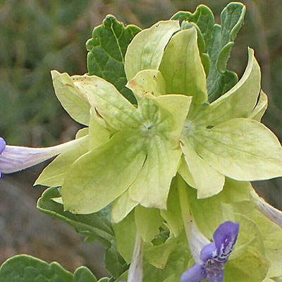 گل اروانه گل اروانه