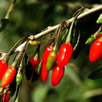 رشته گوجه بری رشته گوجه بری