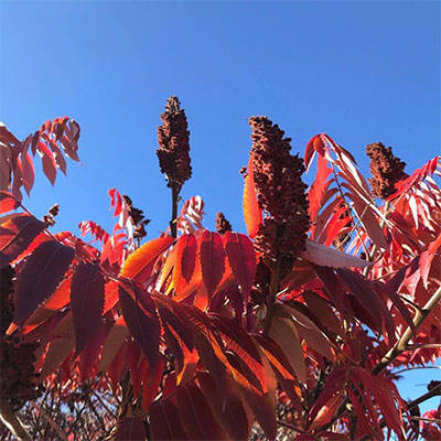 rhus-typhina سماق زینتی