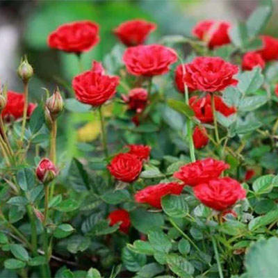 غنجه رز زینتی غنجه رز زینتی