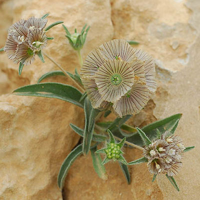گل کبوتر گل کبوتر