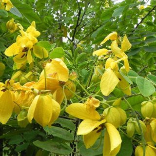 شاخه و برگ سنا طلایی