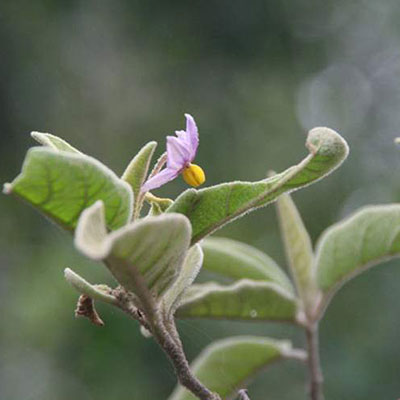 بادمجان بری بادمجان بری