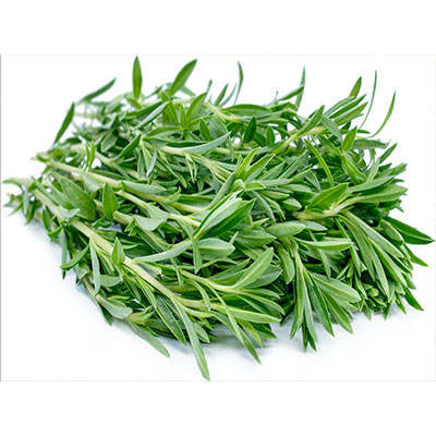 مرزه کوهی مرزه کوهی