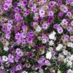 غنچه عروس صحرایی