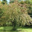 بوته شمشاد اروپایی