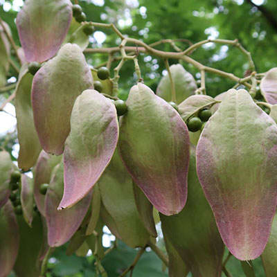برگ سیدالاشجار برگ سیدالاشجار