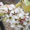 شکوفه گلابی توسی