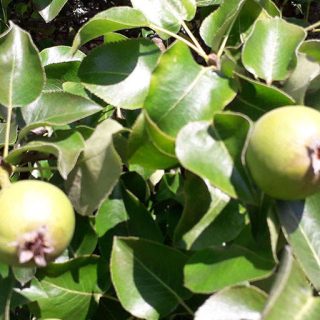 میوه گلابی توسی