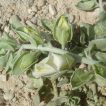 گیاه ناز پروانه در زمین